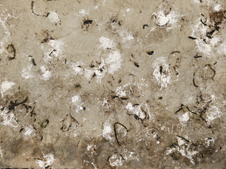 Bird droppings on concrete floor texture