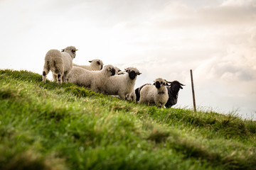 Eine Herde Schafe auf einer Wiese am Berg