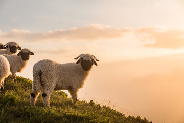 Fototapeta premium Czarnonosa owca w słońcu na górze