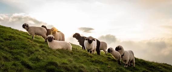 Papier Peint photo Lavable Moutons Un troupeau de moutons sur la montagne