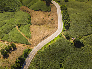 Corn industry on the Mountain in Thailand.
