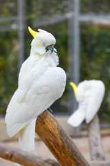 Sulphur-crested white Cockatoo parrots (Cacatua galerita)