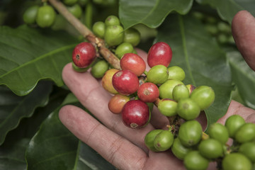 Coffee beans ripening on tree in North of thailand. fresh coffee cherry