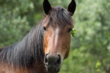 cavallo bruno