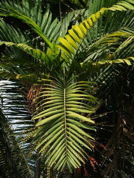 palm leaf tree