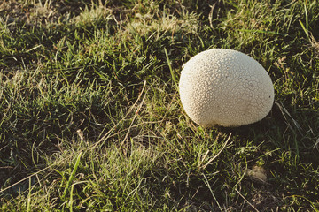 Wolf's fart, wolf's beak or pearly puffball (Lycoperdon perlatum)
