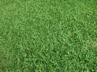 green grass texture