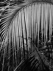 Obraz premium beautiful palms leaf