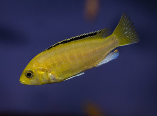 Yellow juvenile fish, cichlid Labidochromis caeruleus in the tropical aquarium.