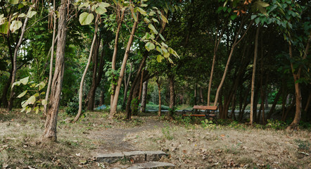 trees of parks on sunny days