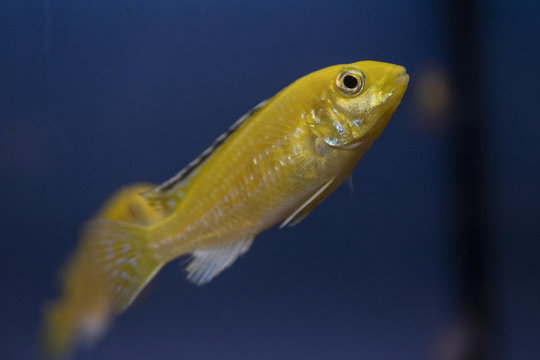 Yellow juvenile fish, cichlid Labidochromis caeruleus in the tropical aquarium.