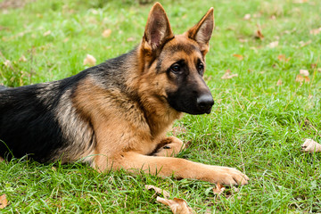 German shepherd dog