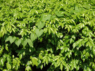 Fototapeta na wymiar green leaf bush