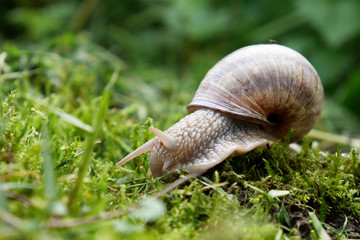 Weinbergschnecke