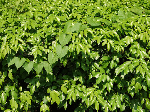 green leaf bush