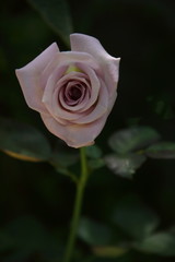 ローズガーデン