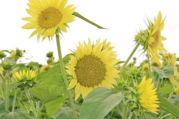 Obraz premium ひまわり 早咲き 夏 野木