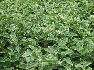 The Eggplant.eggplant flowers on tree.Purple eggplants growing on the bush