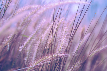 Colorful flowers grass made with gradient for background,Abstract,texture,Soft and Blurred style.postcard.