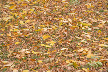 Colorful backround image of fallen autumn leaves