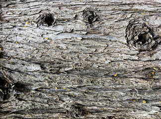 Wood bark texture