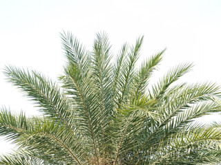 Palm leaves