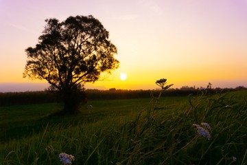 einzelnerm baum bodensee
