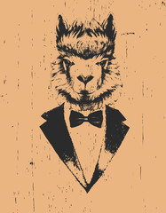 Portrait of Lama in suit, hand-drawn illustration