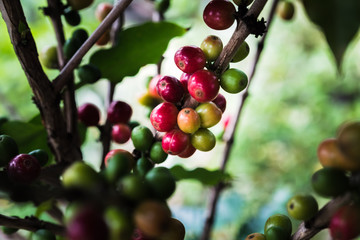 Arabica Coffee Tree.red ripe berries.