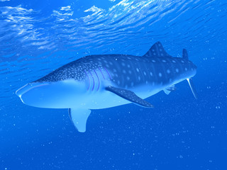 3d rendered illustration of a whale shark