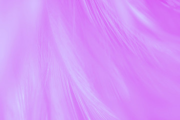 Blur Bird chickens feather texture for background Abstract, soft color of art design.