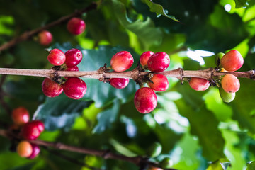 Arabica Coffee Tree.red ripe berries.