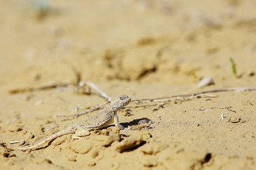 desert lizard in the wild