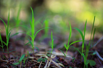 green shoots of young grass spring background