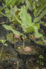 Planting seedlings, Macadamia, Northern Thailand