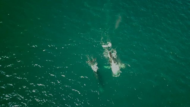 Aerial view of Humpback whales in Costa Rica.