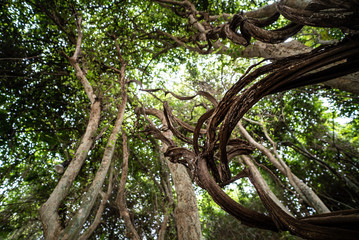 beautiful vine and trees from trunk to treetop,
