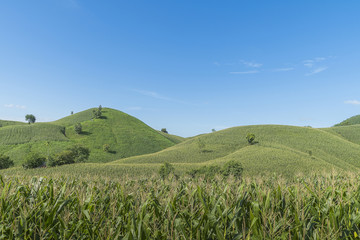 Corn industry on the Mountain in Thailand.