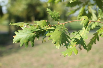 Leaves of oak on branch. 