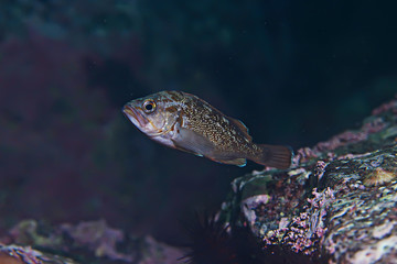 marine animals underwater photo