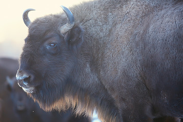 Bison d& 39 Aurochs dans la nature / saison d& 39 hiver, bison dans un champ enneigé, un grand taureau bufalo