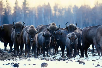 Zelfklevend Fotobehang Oerosbizon in de natuur / winterseizoen, bizon in een besneeuwd veld, een grote stierbufalo © kichigin19