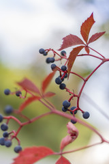 Dzikie wino jesienią w Polsce