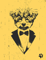Portrait of Maltese Poodle in suit. Hand drawn illustration. Vector