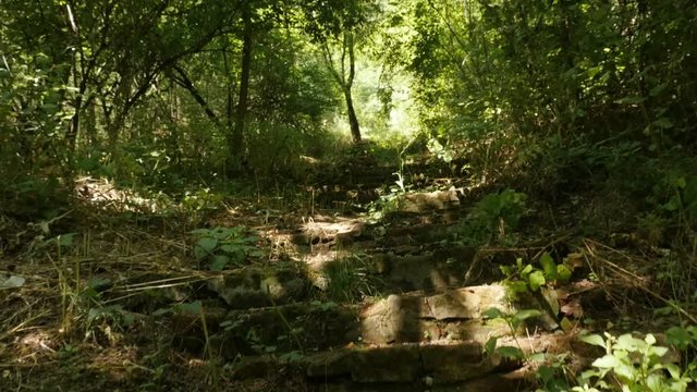 Forest trail with stairs establishing slow motion footage