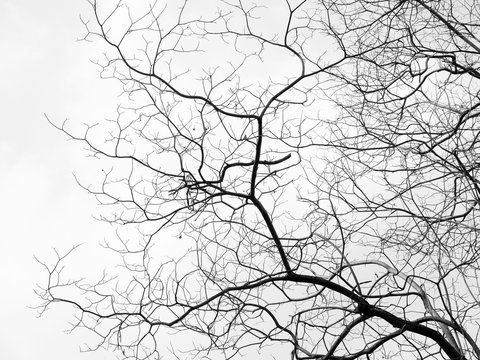 Fototapeta Branch of dead tree