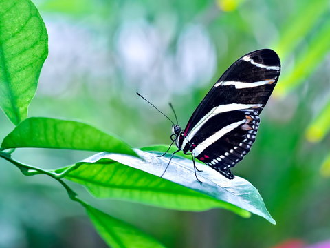 Zebrafalter