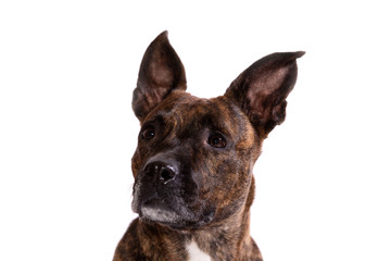 Adorable tiger dog isolated on white background