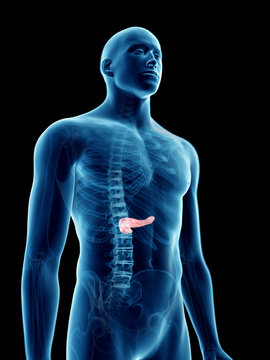 3d rendered medically accurate illustration of a mans pancreas