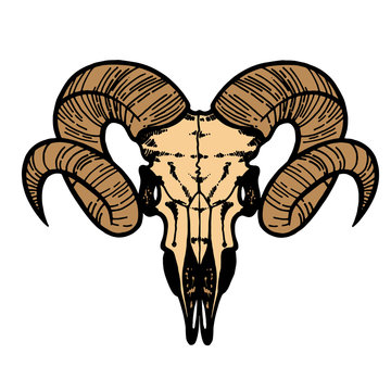 Skull of a sheep. Horns silhouette. Vector illustration art.